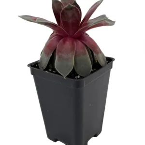 Sempervivum Hens & Chicks Plant - 2.5 Inch Pot - Rosette Succulent