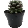 Sempervivum Nerdy Nelly - 2 Inch Potted Hens & Chicks - Rosette Succulent