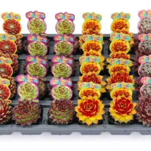 Sempervivum Nerdy Nelly - 2 Inch Potted Hens & Chicks - Rosette Succulent