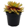Sempervivum Princess Polly - Hens & Chicks - 2" Pot - Rosette Succulent