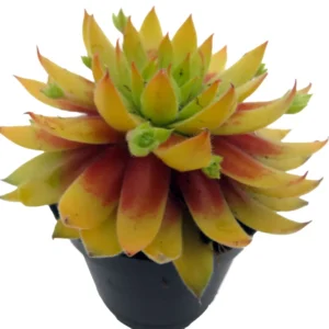 Sempervivum Princess Polly - Hens & Chicks - 2" Pot - Rosette Succulent