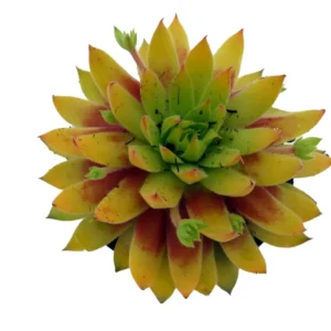 Sempervivum Princess Polly - Hens & Chicks - 2