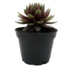 Sempervivum Rowdy Rudy - Hens & Chicks Plant - 2" Pot - Colorful Succulent