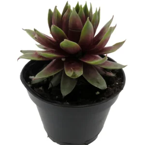 Sempervivum Rowdy Rudy - Hens & Chicks Plant - 2