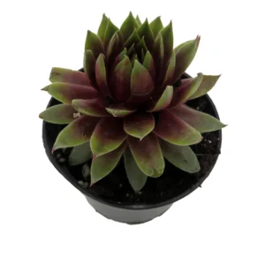 Sempervivum Rowdy Rudy - Hens & Chicks Plant - 2