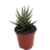 Serpentine Francisii Snake Plant - Sanseveria - 4 Inch Potted Plant