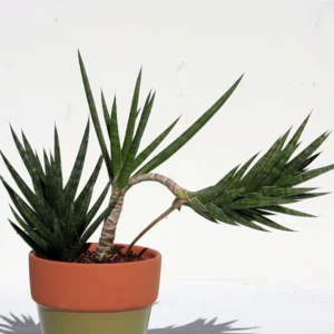 Serpentine Francisii Snake Plant - Sanseveria - 4 Inch Potted Plant