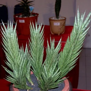 Serpentine Francisii Snake Plant - Sanseveria - 4 Inch Potted Plant