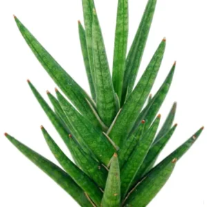 Serpentine Francisii Snake Plant - Sanseveria - 4 Inch Potted Plant