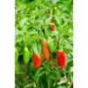 Serrano Hot Pepper Plant - 4 Inch Pot - Salsa Garden - Spicy Peppers