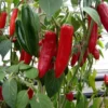 Serrano Pepper Plants - Set of 2 Hot Chili Pepper Starter Plants 4-6 Inch Height