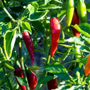 Serrano Pepper Plants - Set of 2 Hot Chili Pepper Starter Plants 4-6 Inch Height
