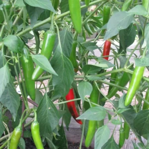 Serrano Pepper Plants - Set of 2 Hot Chili Pepper Starter Plants 4-6 Inch Height