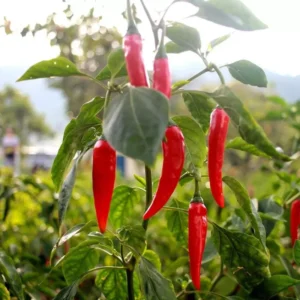 Serrano Pepper Plants - Set of 2 Hot Chili Pepper Starter Plants 4-6 Inch Height