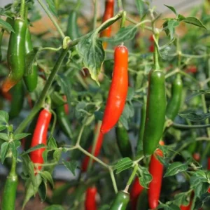 Serrano Pepper Plants (Set of 2) - Hot Chilli Pepper Seedlings 4-6 Inch Tall