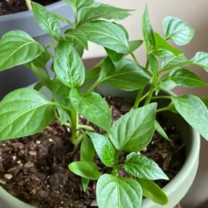 Serrano Pepper Plants (Set of 2) - Hot Chilli Pepper Seedlings 4-6 Inch Tall