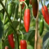 Serrano Pepper Plants (Set of 2) - Hot Chilli Pepper Seedlings 4-6 Inch Tall