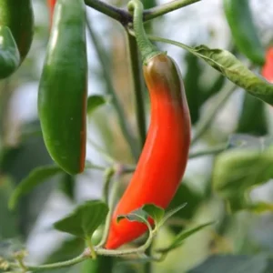Serrano Pepper Plants (Set of 2) - Hot Chilli Pepper Seedlings 4-6 Inch Tall