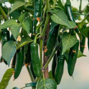 Serrano Pepper Plants (Set of 2) - Hot Chilli Pepper Seedlings 4-6 Inch Tall