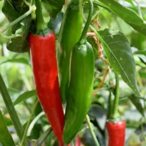 Serrano Pepper Plants (Set of 2) - Hot Chilli Pepper Seedlings 4-6 Inch Tall