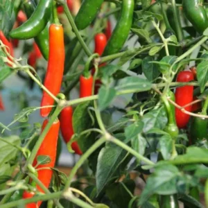 Serrano Pepper Plants (Set of 2) - Hot Chilli Pepper Seedlings 4-6 Inch Tall