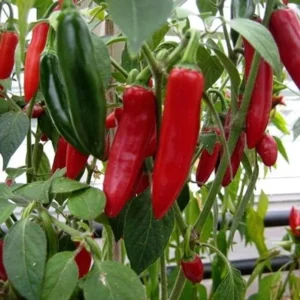 Serrano Pepper Plants (Set of 2) - Hot Chilli Pepper Seedlings 4-6 Inch Tall