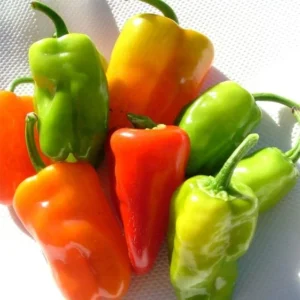 Set 2 Cajun Belle Pepper Plants - Mini Bell Peppers - 4-6 Inch Starter Plants