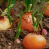 Shallot Plant - Mild Onion Flavor - 3 inch Pot - Easy to Grow