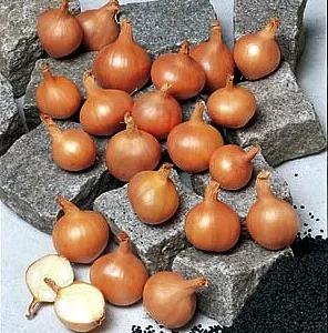 Shallot Plant - Mild Onion Flavor - 3 inch Pot - Easy to Grow