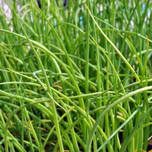 Shallot Plant - Mild Onion Flavor - 3 inch Pot - Easy to Grow