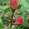 Shampoo Ginger Rhizomes: 10 Zingiber Zerumbet Awapuhi Ready to Plant Herb Roots