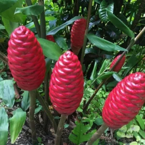 Shampoo Ginger Rhizomes - 2 Zingiber Zerumbet Awapuhi - Ready to Plant Herb Roots