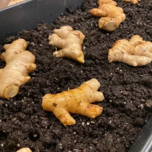 Shampoo Ginger Rhizomes - 2 Zingiber Zerumbet Awapuhi - Ready to Plant Herb Roots