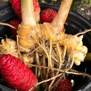 Shampoo Ginger Rhizomes - 2 Zingiber Zerumbet Awapuhi - Ready to Plant Herb Roots