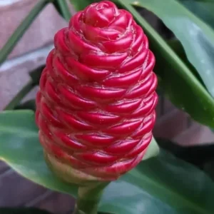 Shampoo Ginger Rhizomes - 3 Zingiber Zerumbet Awapuhi - Ready to Plant Herb Roots