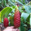 Shampoo Ginger Rhizomes - 4 Zingiber Zerumbet Awapuhi - Ready to Plant Herb Roots