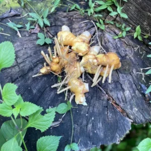 Shampoo Ginger Rhizomes - 4 Zingiber Zerumbet Awapuhi - Ready to Plant Herb Roots