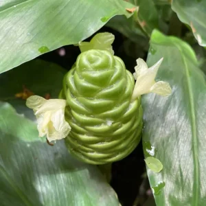 Shampoo Ginger Rhizomes Zingiber Zerumbet Awapuhi - 8 Ready to Plant Rhizomes