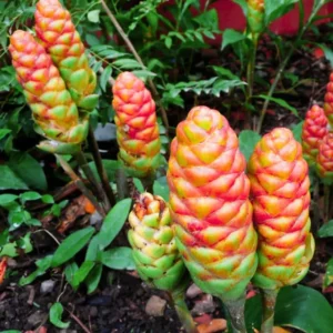 Shampoo Ginger Roots - 5 Awapuhi Zingiber Zerumbet Fresh Rhizomes - Live Ginger Lily Perennial Garden Plants