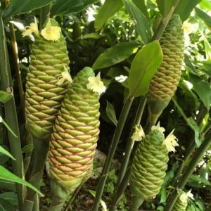 Shampoo Ginger Roots - 5 Awapuhi Zingiber Zerumbet Fresh Rhizomes - Live Ginger Lily Perennial Garden Plants