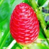 Shampoo Ginger Roots Pack - 10 Awapuhi Zingiber Zerumbet Rhizomes for Perennial Gardens