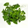 Shamrock Oxalis Triangularis Good Luck Houseplant Indoor/Outdoor - 2 Inch Pot