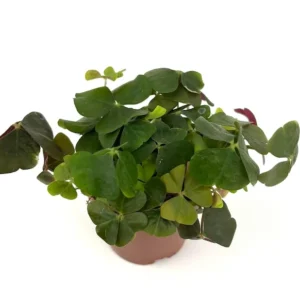 Shamrock Oxalis Triangularis Good Luck Houseplant Indoor/Outdoor - 2 Inch Pot