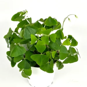 Shamrock Oxalis Triangularis Good Luck Houseplant Indoor/Outdoor - 2 Inch Pot