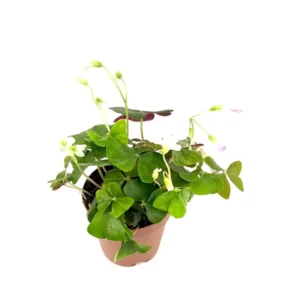 Shamrock Oxalis Triangularis Good Luck Houseplant Indoor/Outdoor - 2 Inch Pot