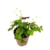 Shamrock Oxalis Triangularis Good Luck Houseplant Indoor/Outdoor - 2 Inch Pot