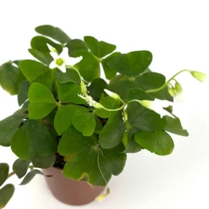 Shamrock Oxalis Triangularis Good Luck Houseplant Indoor/Outdoor - 2 Inch Pot