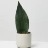 Sharkfin Sansaveria Masonianain Plant 8-12 inch in 4" Pot Indoor Snake Plant