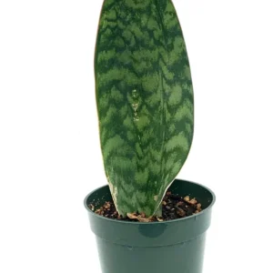 Sharkfin Sansaveria Masonianain Plant 8-12 inch in 4" Pot Indoor Snake Plant