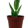 Shark's Tooth Plant Red Pagoda Crassula corymbulosa 2 inch Pot Succulent